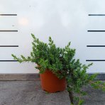 Borievka pobrežná (Juniperus conferta) ´BLUE PACIFIC´ – výška 20-30 cm, kont. C3L